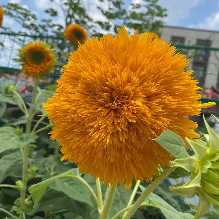🌸Sunflower Seeds, Teddy Bear - Guaranteed to Grow or Your Money Back! - EDC1 - cartographermarket