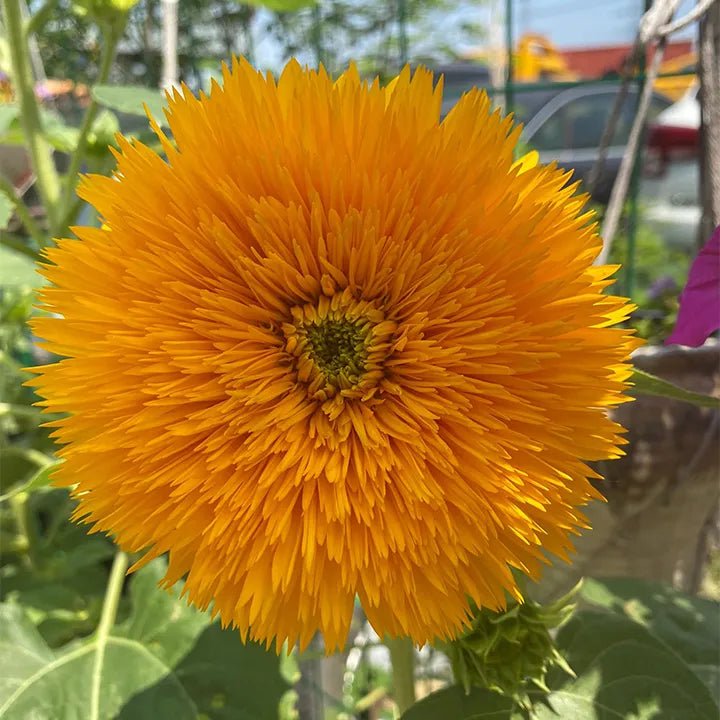 🌸Sunflower Seeds, Teddy Bear - Guaranteed to Grow or Your Money Back! - EDC1 - cartographermarket