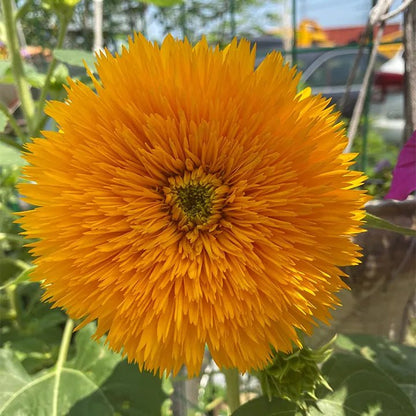 🌸Sunflower Seeds, Teddy Bear - Guaranteed to Grow or Your Money Back! - EDC1 - cartographermarket