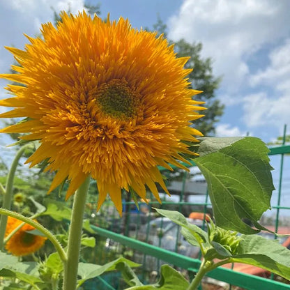 🌸Sunflower Seeds, Teddy Bear - Guaranteed to Grow or Your Money Back! - EDC1 - cartographermarket