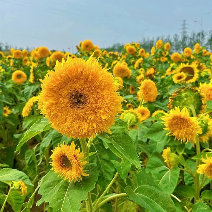 🌸Sunflower Seeds, Teddy Bear - Guaranteed to Grow or Your Money Back! - EDC1 - cartographermarket