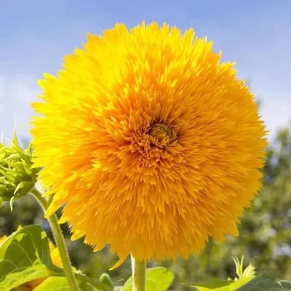 🌸Sunflower Seeds, Teddy Bear - Guaranteed to Grow or Your Money Back! - EDC1 - cartographermarket
