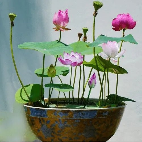The Sacred Bonsai Lotus Flower - Guaranteed to Grow or Your Money Back! - EDC - cartographermarket