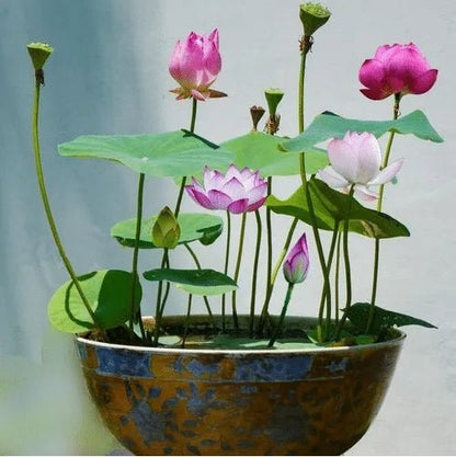 The Sacred Bonsai Lotus Flower - Guaranteed to Grow or Your Money Back! - EDC - cartographermarket