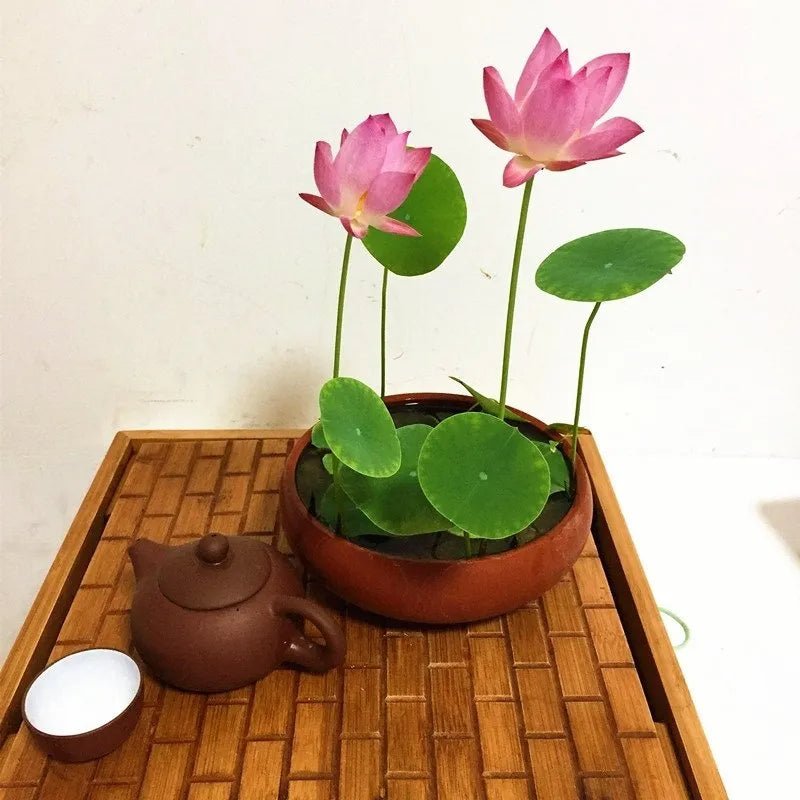 The Sacred Bonsai Lotus Flower - Guaranteed to Grow or Your Money Back! - EDC - cartographermarket