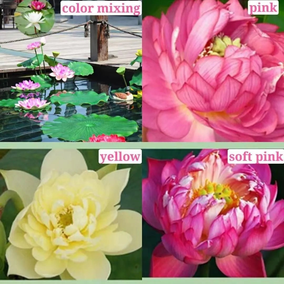 The Sacred Bonsai Lotus Flower - Guaranteed to Grow or Your Money Back! - EDC - cartographermarket
