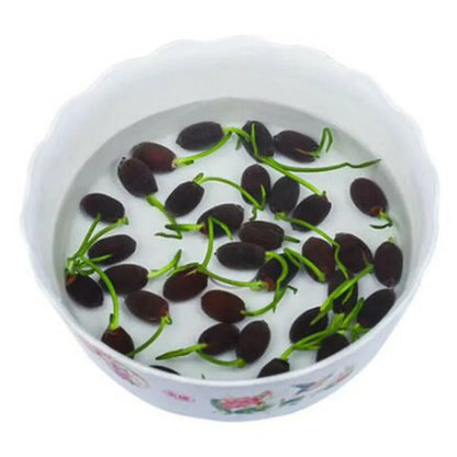 The Sacred Bonsai Lotus Flower - Guaranteed to Grow or Your Money Back! - EDC - cartographermarket