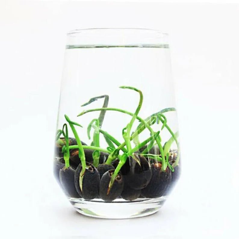 The Sacred Bonsai Lotus Flower - Guaranteed to Grow or Your Money Back! - EDC - cartographermarket