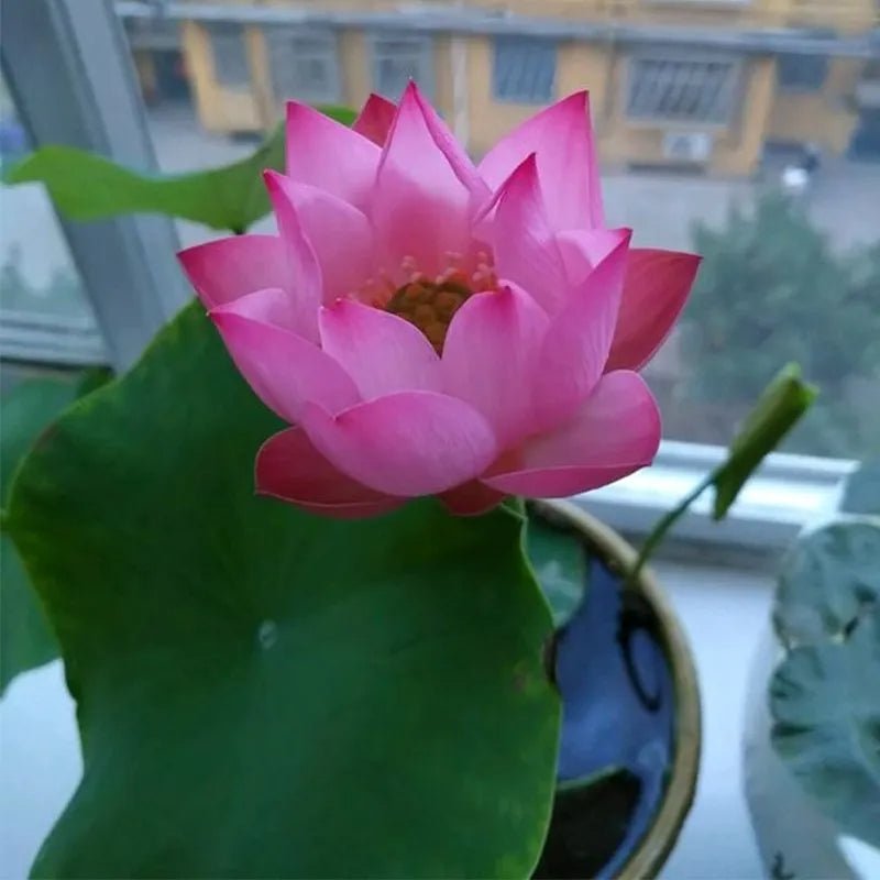 The Sacred Bonsai Lotus Flower - Guaranteed to Grow or Your Money Back! - EDC - cartographermarket