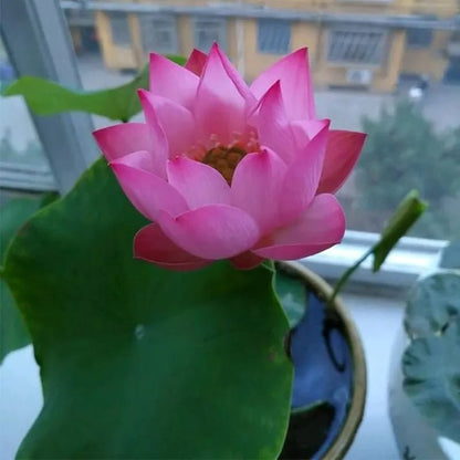 The Sacred Bonsai Lotus Flower - Guaranteed to Grow or Your Money Back! - EDC - cartographermarket