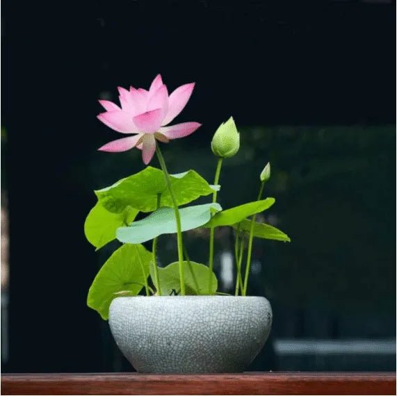 The Sacred Bonsai Lotus Flower - Guaranteed to Grow or Your Money Back! - EDC - cartographermarket