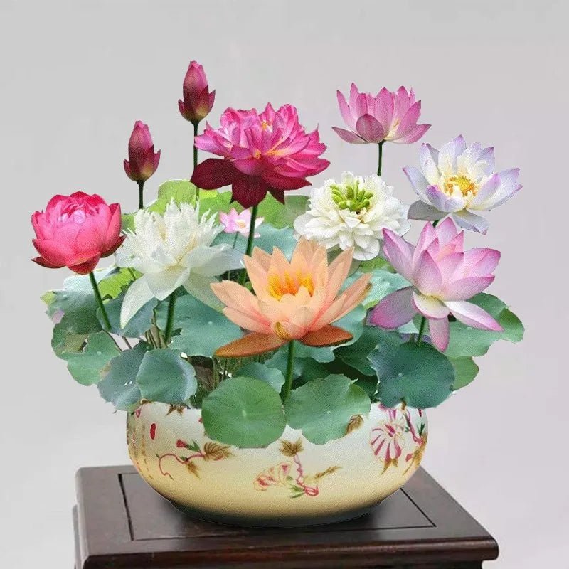 The Sacred Bonsai Lotus Flower - Guaranteed to Grow or Your Money Back! - EDC - cartographermarket