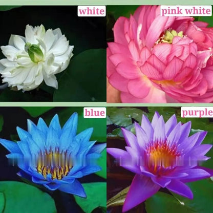 The Sacred Bonsai Lotus Flower - Guaranteed to Grow or Your Money Back! - EDC - cartographermarket